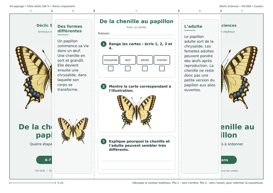 De la chenille au papillon, fiche dépliée, en couleur.