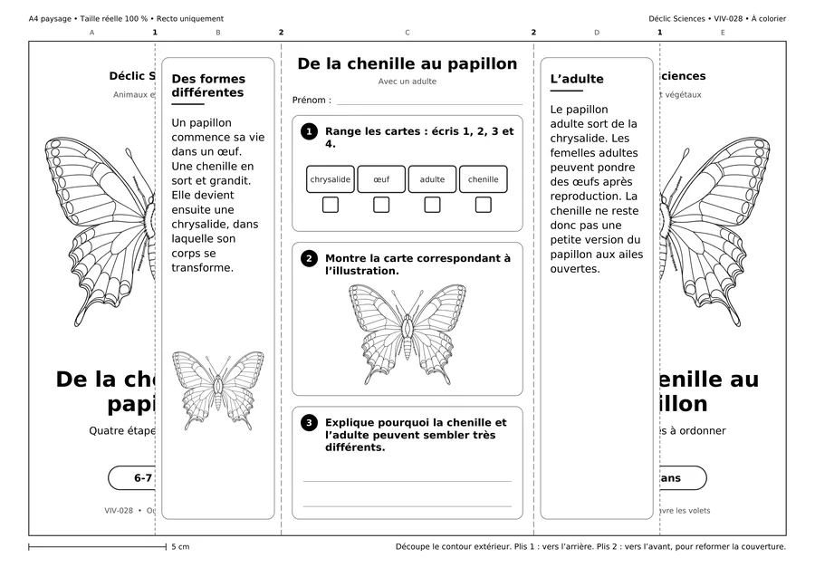 De la chenille au papillon, fiche dépliée, à colorier.